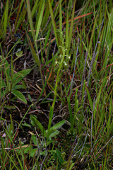 Habenaria macrostele image