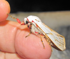 Rhodogastria similis