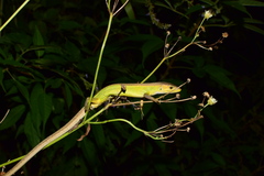 Takydromus septentrionalis