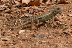 Sceloporus graciosus