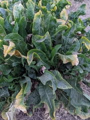 Armoracia rusticana