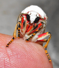 Rhodogastria similis