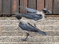Corvus cornix