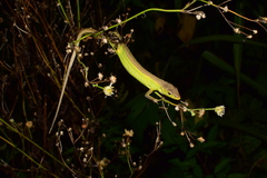 Takydromus septentrionalis