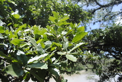 Quercus eduardii