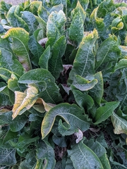 Armoracia rusticana