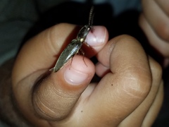 Deilelater physoderus