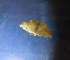 Eilicrinia trinotata