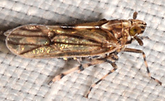 Megamelus palaetus