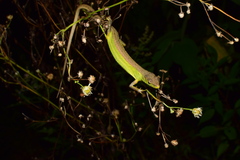 Takydromus septentrionalis