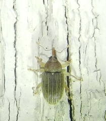 Lignyodes helvolus