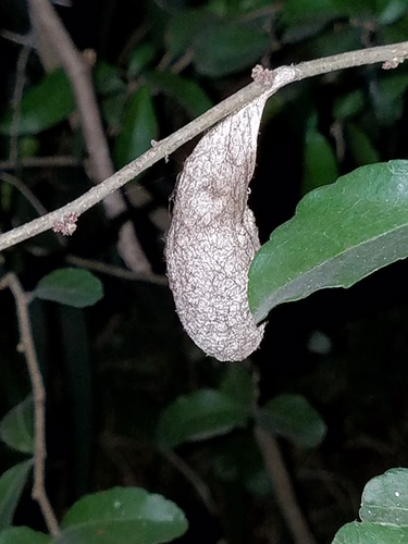 Forbes' Silk Moth