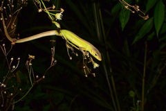 Takydromus septentrionalis