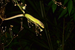 Takydromus septentrionalis