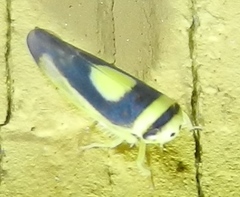 Colladonus clitellarius