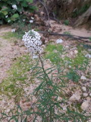 Lysimachia pentapetala