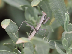 Yersiniops solitarius