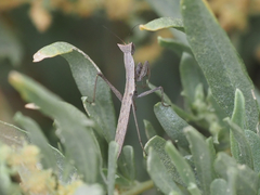 Yersiniops solitarius