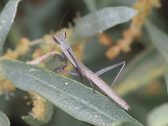 Yersiniops solitarius