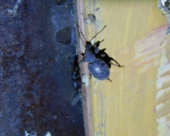 Otiorhynchus hystrix