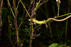 Takydromus septentrionalis