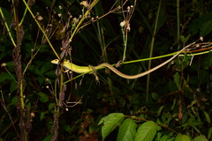 Takydromus septentrionalis