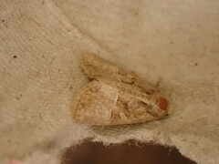 Mesoligia furuncula