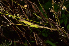 Takydromus septentrionalis