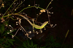 Takydromus septentrionalis