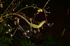 Takydromus septentrionalis