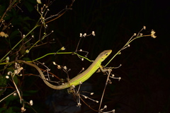 Takydromus septentrionalis