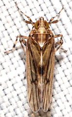 Megamelus palaetus