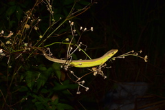 Takydromus septentrionalis