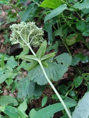 Hylotelephium verticillatum