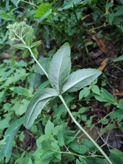 Hylotelephium verticillatum