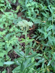 Hylotelephium verticillatum