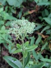 Hylotelephium verticillatum