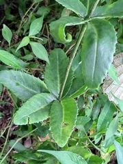 Hylotelephium verticillatum