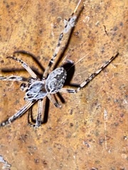 Larinioides sclopetarius