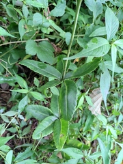 Hylotelephium verticillatum