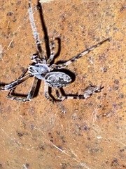 Larinioides sclopetarius