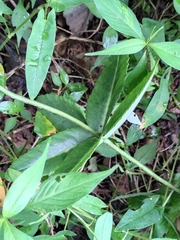 Hylotelephium verticillatum