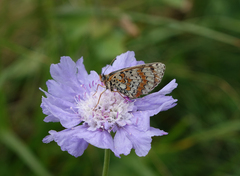 Melitaea interrupta