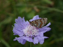 Melitaea interrupta