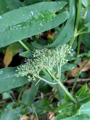 Hylotelephium verticillatum