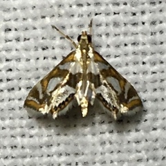 Chrysendeton medicinalis