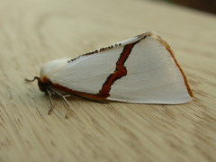 Thalaina selenaea