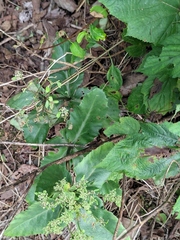 Hylotelephium verticillatum