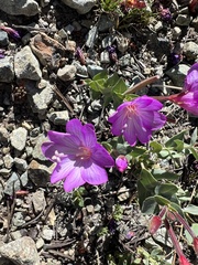 Epilobium siskiyouense
