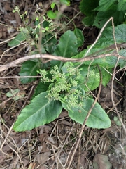 Hylotelephium verticillatum